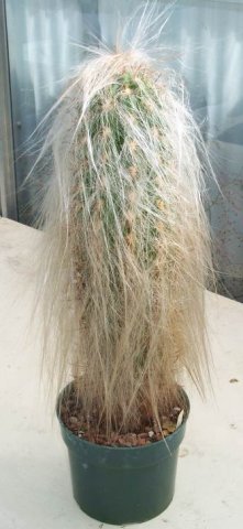 oreocereus_celsianus_2